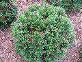 Green Velvet Little Leaf Boxwood